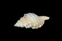 藏品(黑齒法螺)的圖片